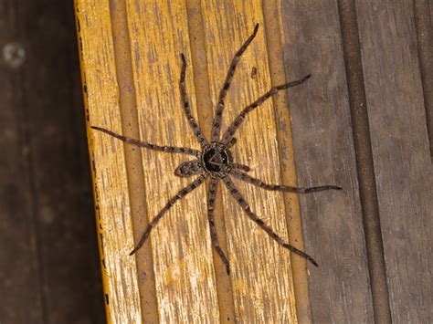 家中 小蜘蛛|【駆除する前に】家に発生しやすい蜘蛛の種類9選！。